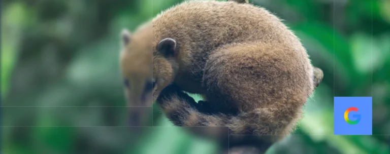 Illustration de l'article sur la mise à jour Google Coati